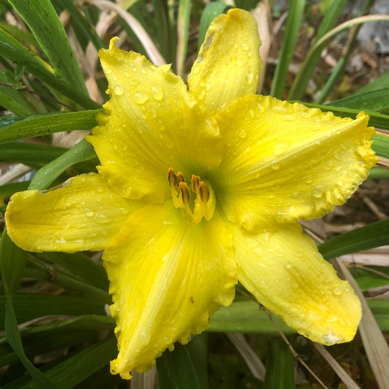 Harmon Hill Farm - Daylily Gallery